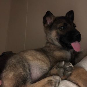 Meet your Posher, Daisy